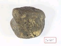 藏品(動物骨化石)的圖片